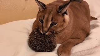 Big Floppa Bites a Hedgehog : Caracal
