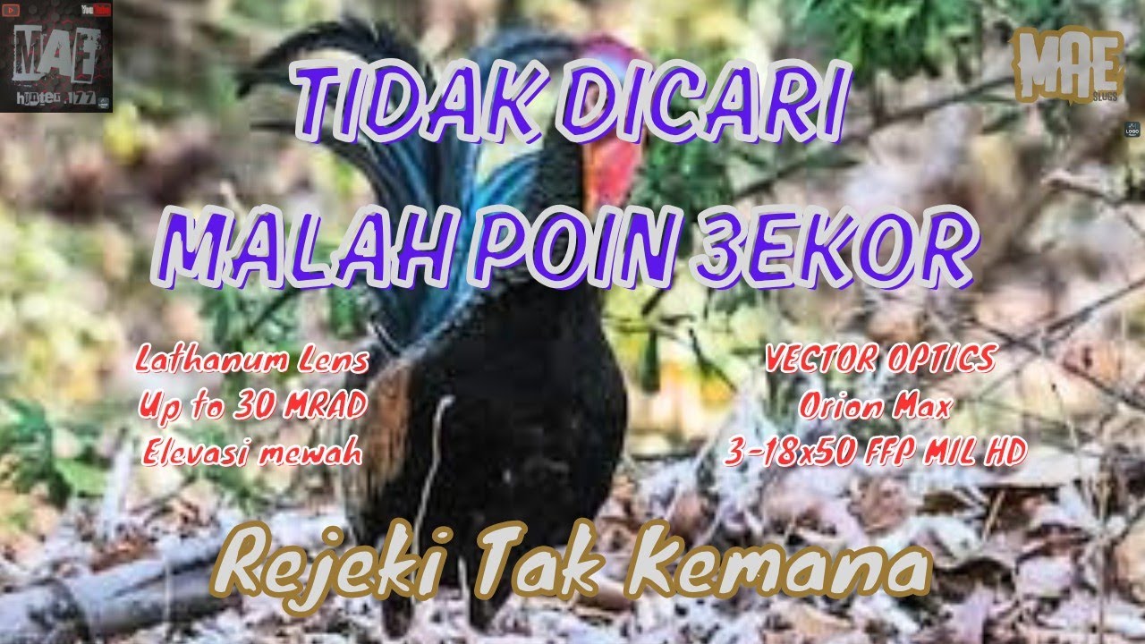 Hunting ke spot tekukur, tidak disangka poin Ayam Hutan