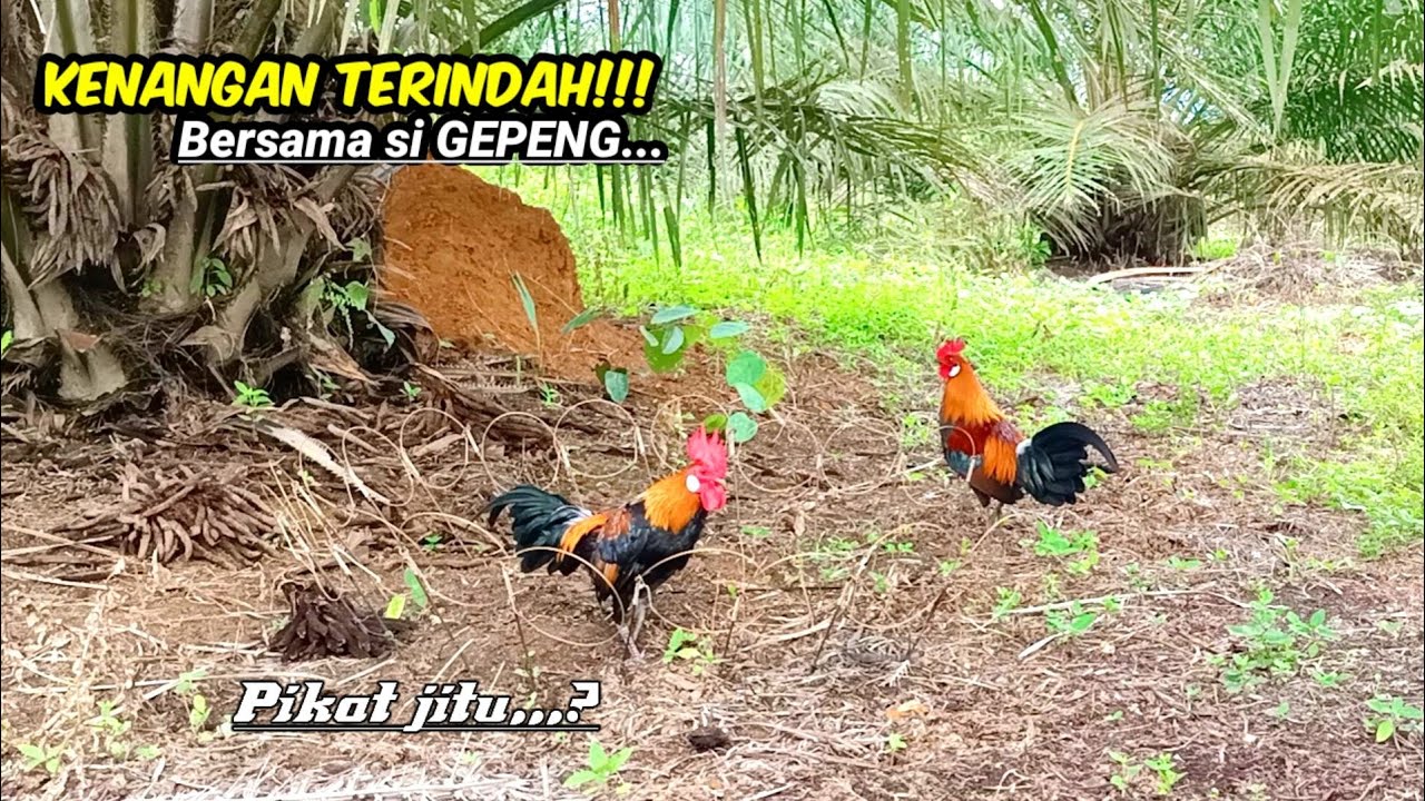 Nostalgia!!! PIKAT AYAM HUTAN TERBAIK DI TAHUN 2022//MIKAT AYAM HUTAN