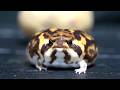 Rain frog behavior and ecology