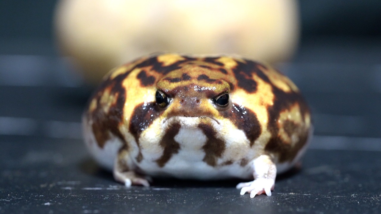 Rain frog behavior and ecology