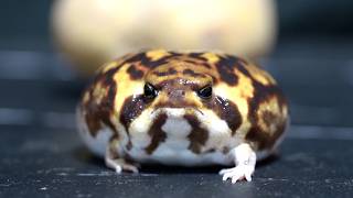 Rain frog behavior and ecology