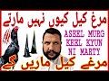        aseel murg larai ma keel kyun ni  martysaifkayanipakistaniaseel