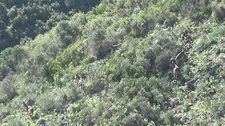 Garrett Bros Outfitting harvest a huge Ronda ibex ...