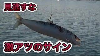 大物が釣れるあの魚を泳がせてみた！