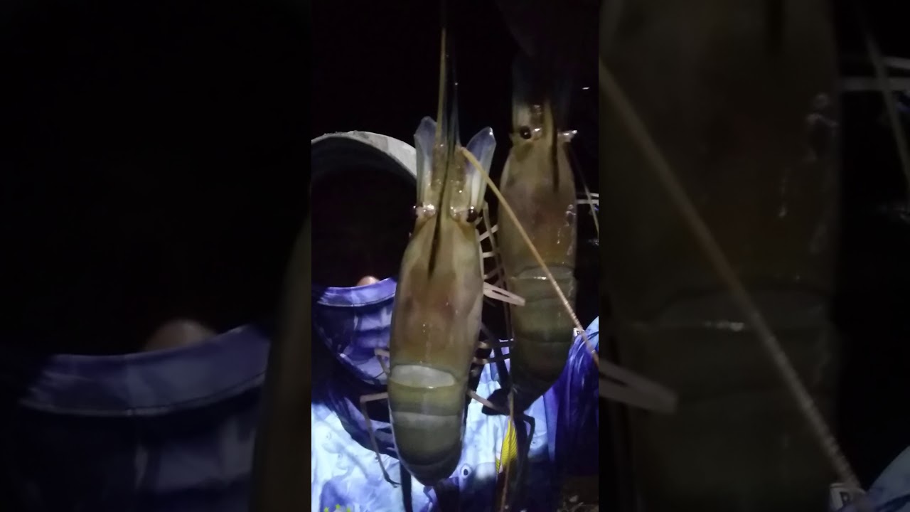 Edisi mancing udang air tawar mantap