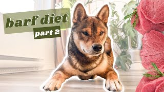 RAW DOG DIET ep.2 | how my SHIBA INU changed