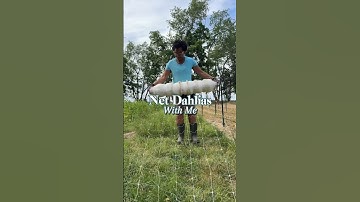 Net Dahlias With Me at Ward’s Farm NJ