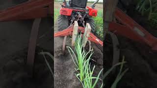 Hailing And Weeding Garlic #viralvideo #viralvideo #aisolutions