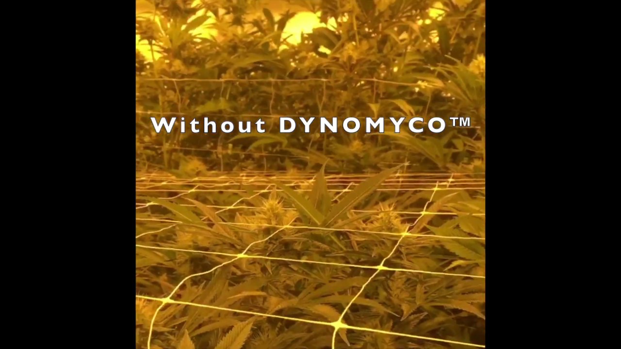 DYNOMYCO™- growing with and without it at House of Cultivar