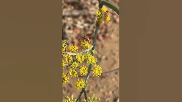 Umbrella Paper Wasp 