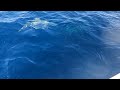 Clip   Dolfins while out fishing