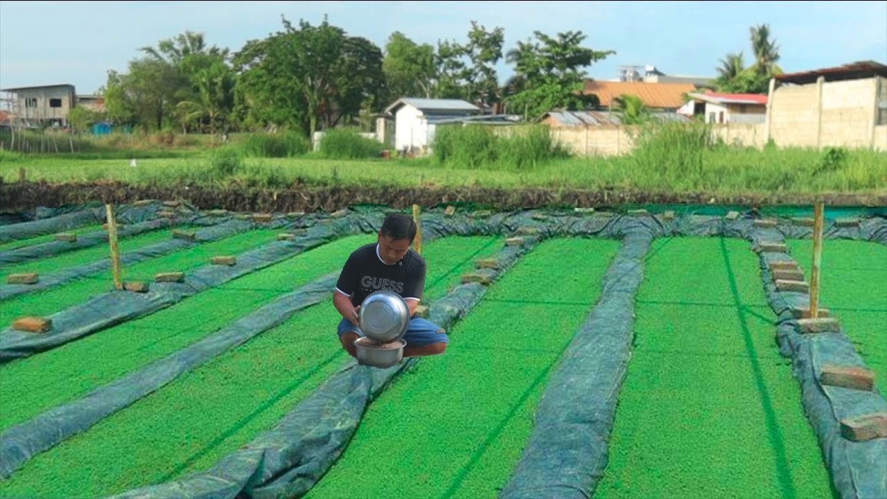 AZOLA FARMING MADE EASY. See how! and Cockatiel Care and Breeding.