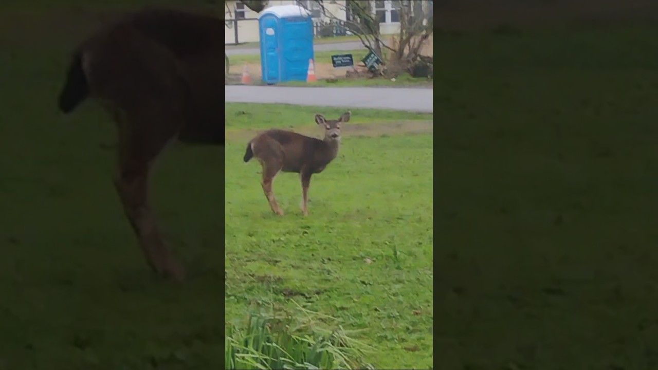 cute little deer 🦌 on my walk today 
