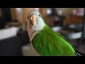 The Perfect Portion For Your Parrot | How MUCH To Feed Your Bird