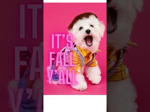 it’s fAll y’all. Cuteness alert. #shorts  #youtubeshorts #shortsviral #shortvideo #dog #animals