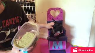 Spoon feeding a dog!?!? How Megaesophagus dog eats