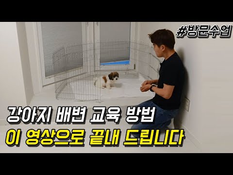 강아지 배변 교육 방법, 이 영상으로 끝내 드립니다 (Feat. 꼬똥 드 툴레아)