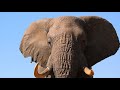 Amazing close encounter with big elephant bull on foot