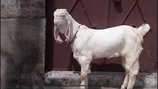 hansa male blood line gerenty 4mahine transport available 8982555618#animals #goat #hansa