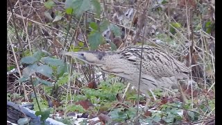 Roerdomp In Het Vondelpark 3 Jan 2026