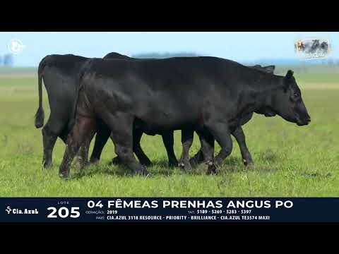 LOTE 205 - ANGUS 5189, 5269, 5283, 5397