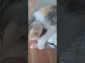 #cat #funny #catlover #cute #lazycat #cuteanimal #catcute #cutecat #lazypets