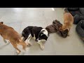 Grandpa Booby Is the Sweetest Grandpa of the Shelter - Takis Shelter