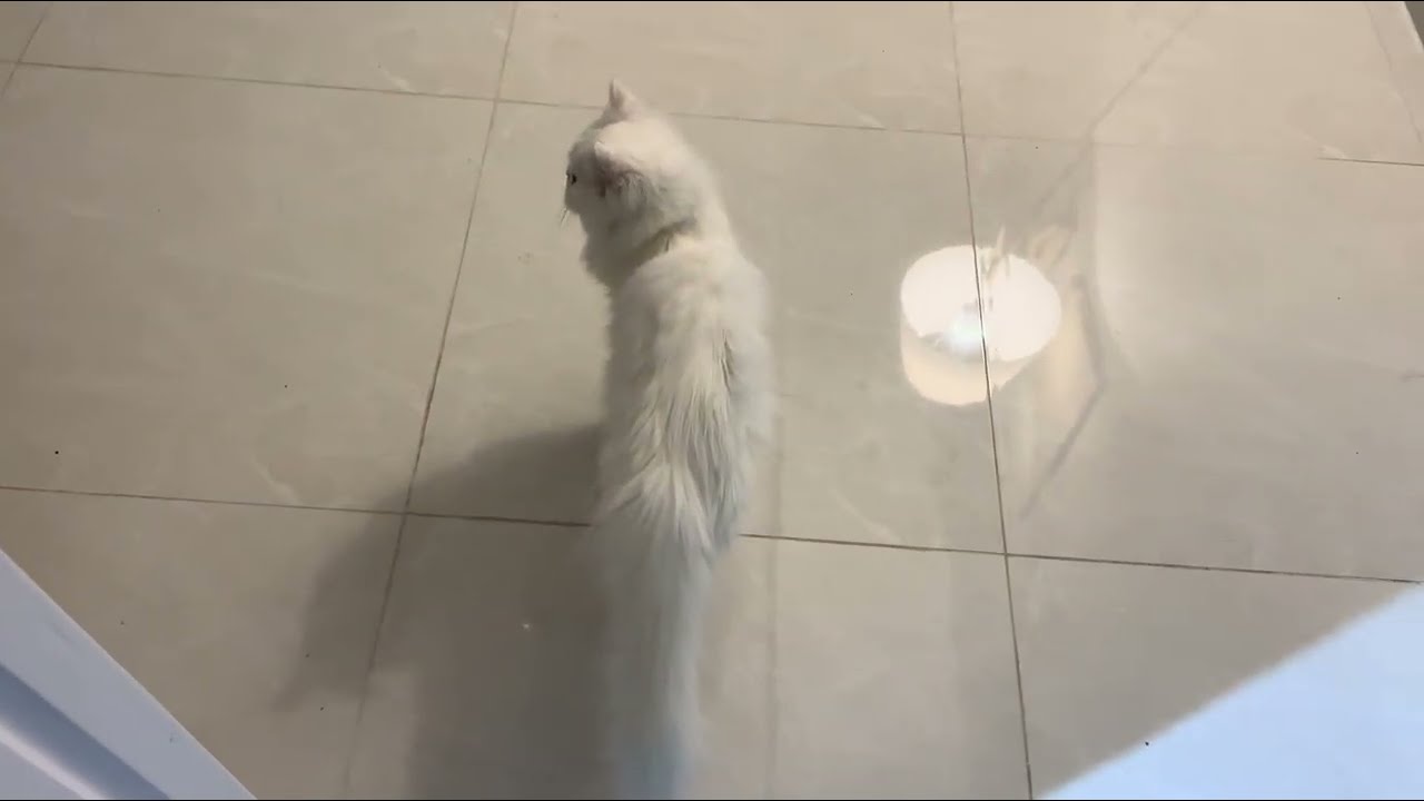 Cute Funny Kitten Playing