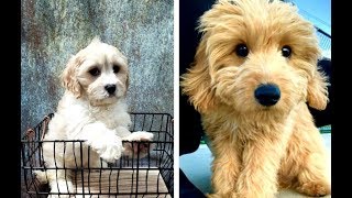 Cavachon vs Cavapoo Puppies and Full Grown Dogs - Similarities and Differences by Happy Funny Pets 98,113 views 4 years ago 3 minutes, 25 seconds