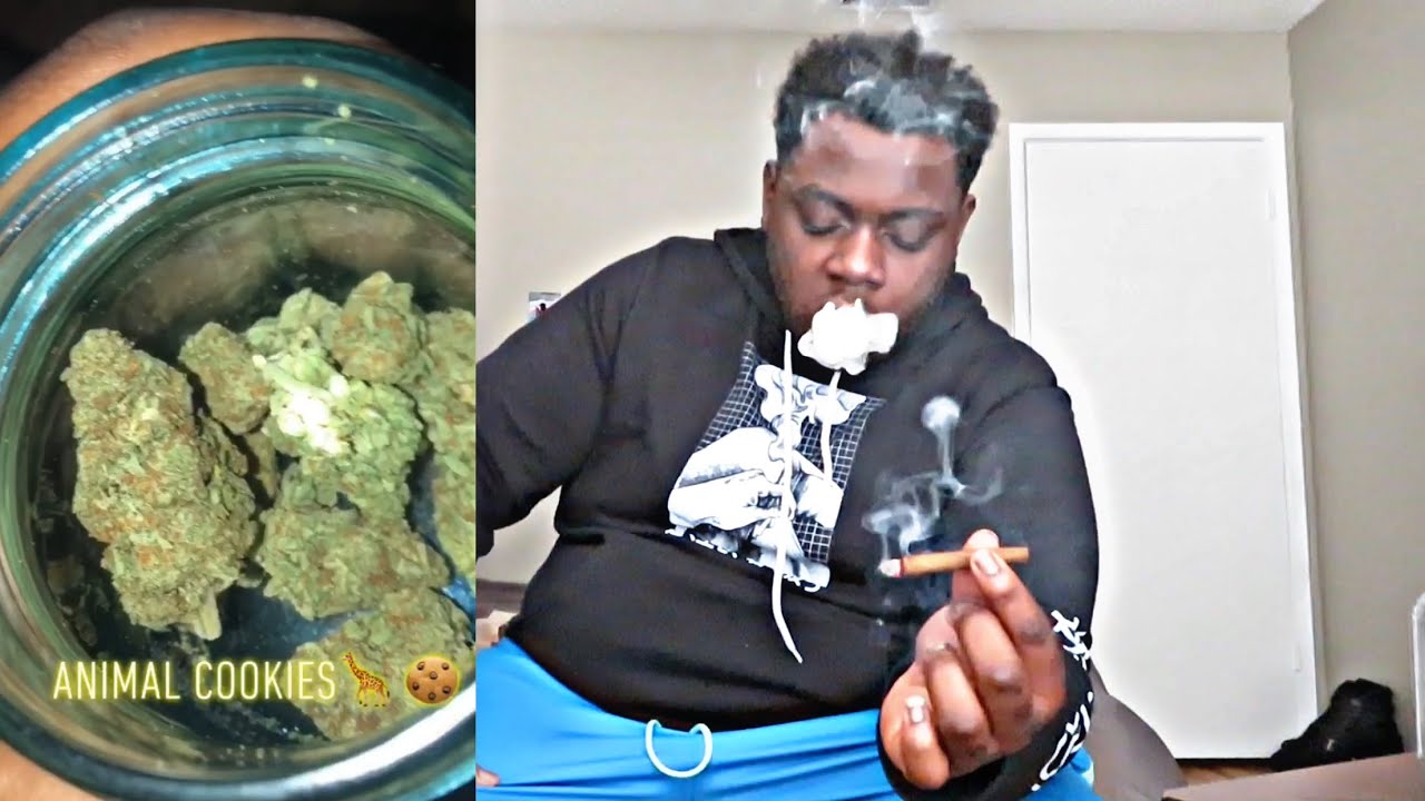 Animal cookie | Strain Review