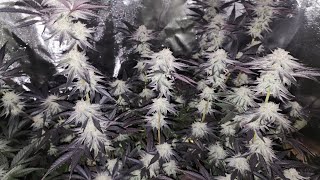 s6 ep14 | easy diy water lines in grow room