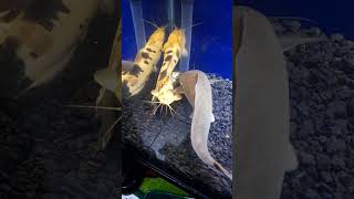 Ikan hias aquarium, Ikan lele albino, Ikan pecel jumbo #shorts