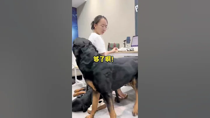 這個腳墊當的不太樂意啊😂#羅威納護衛犬 #狗狗 #向威和一坨 - 天天要聞