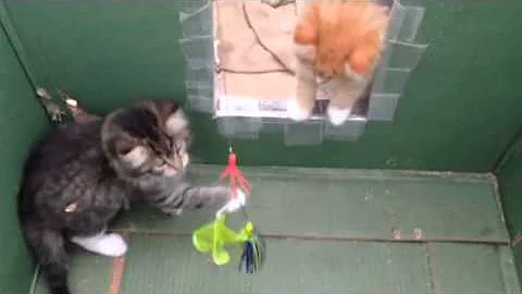 Four Kittens - one left to Round Up!