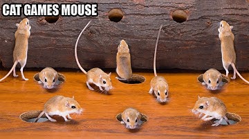 🏆 Cat TV Mouse Game 🐭 Ultimate Maze & Hunt Challenge! | 4K 60FPS for Cats to Watch & Play