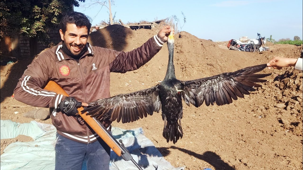 اقوى رحله صيد تستحق المشاهده لطائر الغار مع ابو هيكل