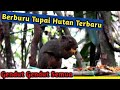 Berburu Tupai Terbaru 2020  Di Hutan Kalimantan Barat