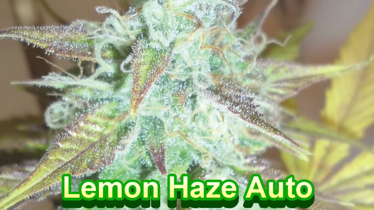 Emerald Triangle Seeds - Cannabis Strain Series #41 - STRAIN TV