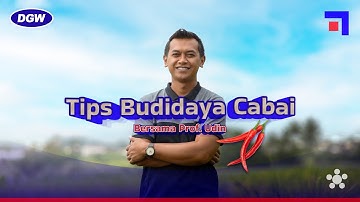 TIPS BUDIDAYA CABAI ALA PROF UDIN