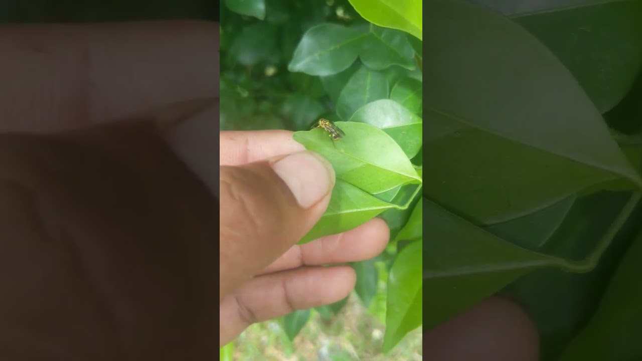 #insectsofinstagram