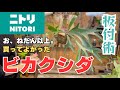 【ニトリ】で購入した◯◯◯でビカクシダをリメイクしたらお値段以上すぎた