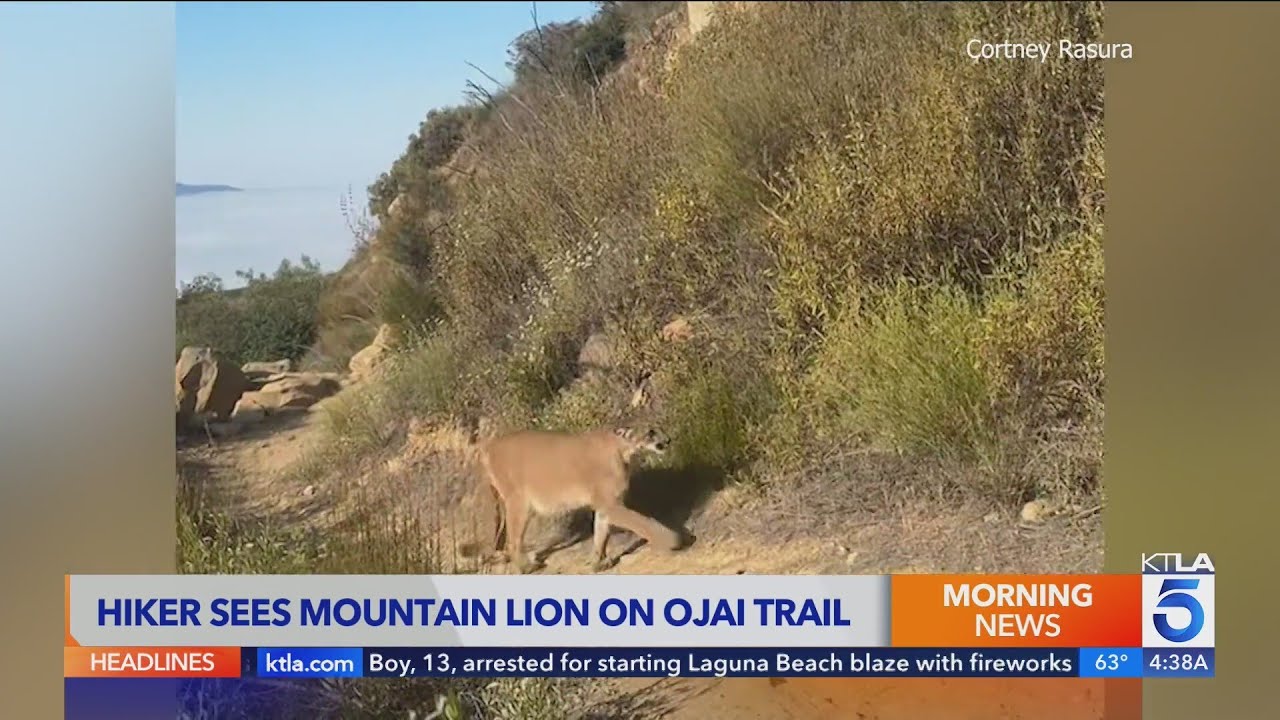 'No, no, no!' Woman encounters mountain lion on Ojai hiking trail