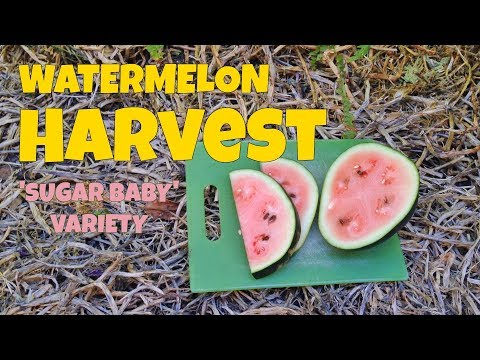 Sugar Baby Watermelon Harvest | When To Pick Watermelons