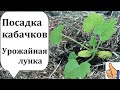 Посадка Кабачков. Урожайная лунка. Как подготовить лунку грядку для Кабачков.