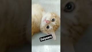 so cute#short feed#browser feature #browser wala#