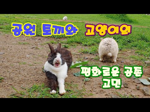 공원 토끼들의 험한 삶 - 토끼와 고양이(Rabbits and cats)
