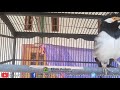 Siulan Jalak Suren Muda Ampuh Untuk Pancingan Jalak Suren Macet Mp3 - Mp4 Download