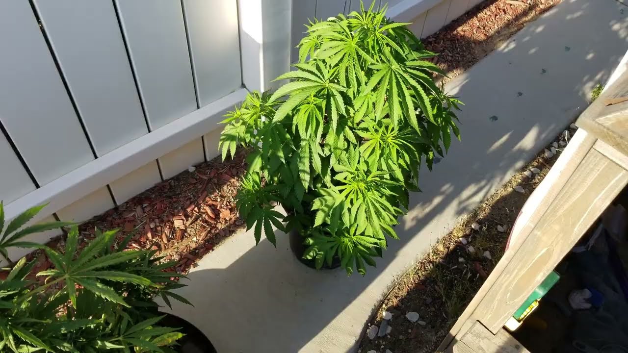 Outdoor Cannabis Garden pt 4 - Stinky OGs
