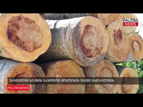 მარტვილში ხე-ტყის უკანონოდ მოპოვების ფაქტი გამოავლინეს